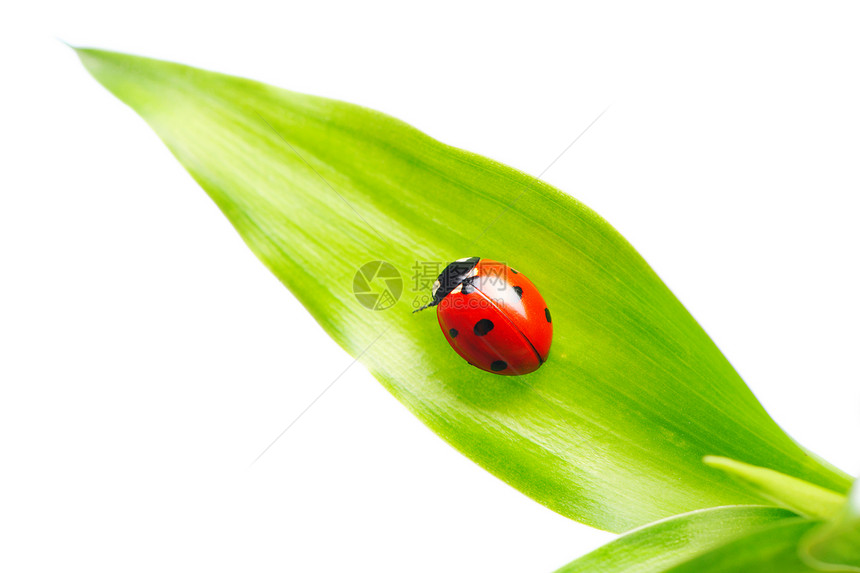 立体虫草地动物宏观昆虫甲虫白色环境自然漏洞红色图片