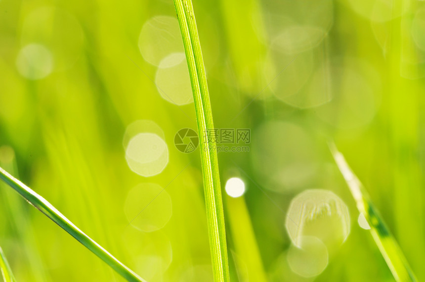 上午草草薄雾雨滴活力刀刃小麦宏观环境生长植物太阳图片