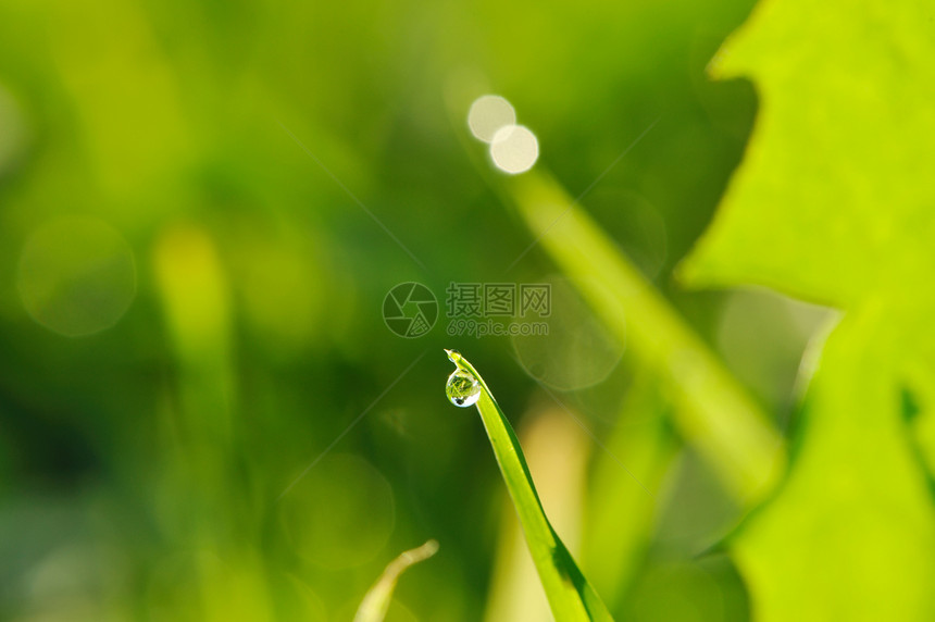 上午草草太阳雨滴液体薄雾叶子活力刀刃小麦环境生长图片