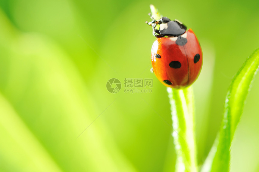 立体虫甲虫植物绿色自然红色刀刃叶子宏观环境草地图片