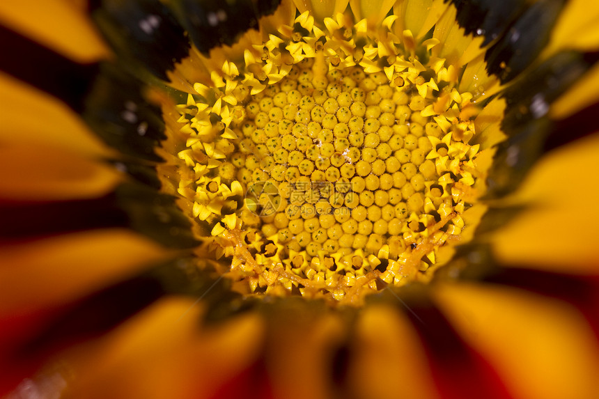 加沙地带红色地带植物群花粉黄色圆形植物橙子花瓣花园美丽原素图片