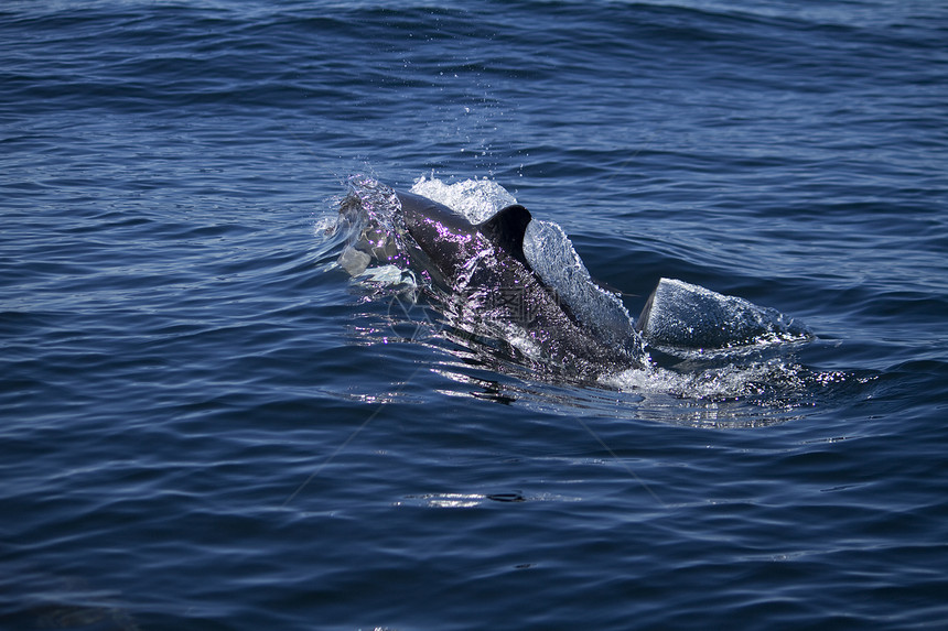 野生海豚波浪海洋游泳荒野哺乳动物图片