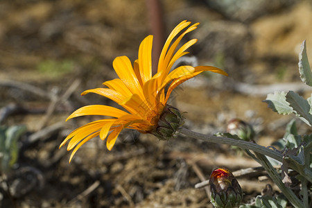加沙地带红色地带花瓣条纹花园圆形橙子花粉植物植物学黄色原素背景图片