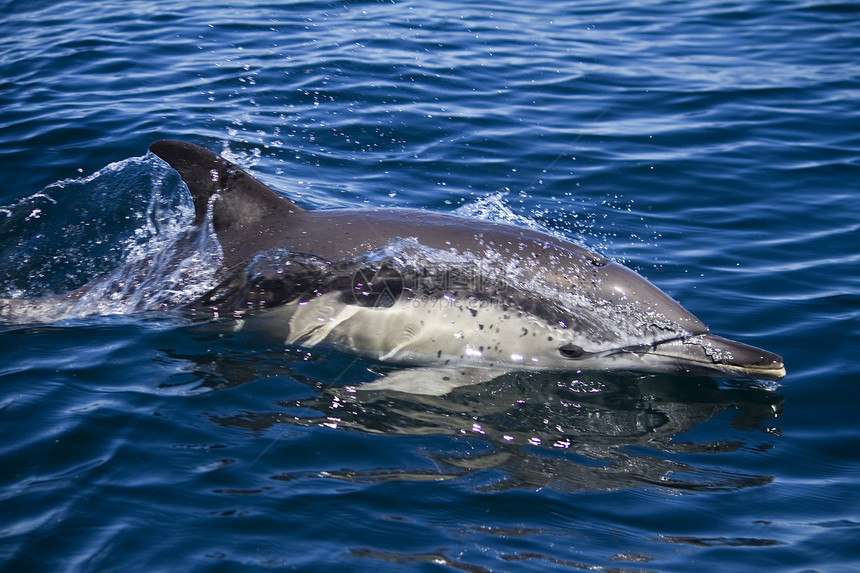 野生海豚荒野波浪海洋游泳哺乳动物图片