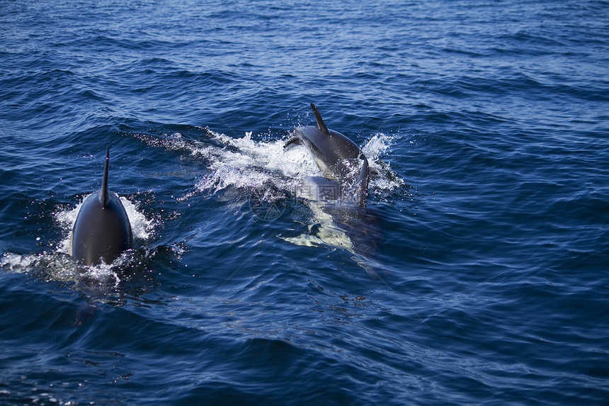 野生海豚荒野游泳波浪哺乳动物海洋图片