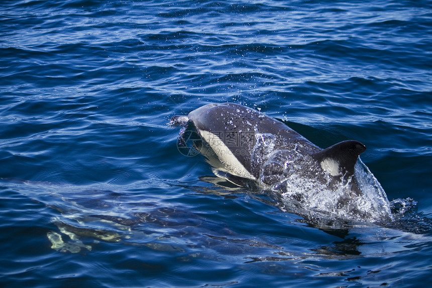 野生海豚哺乳动物海洋游泳荒野波浪图片