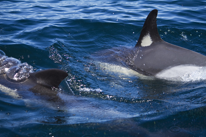 野生海豚波浪哺乳动物海洋荒野游泳图片