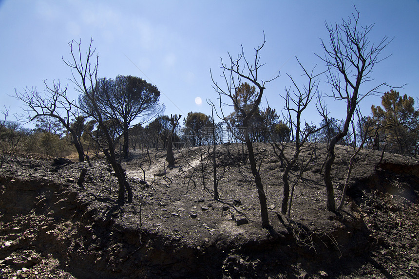 燃烧林木材晴天黑色天空蓝色爬坡烧伤枝条树木环境图片