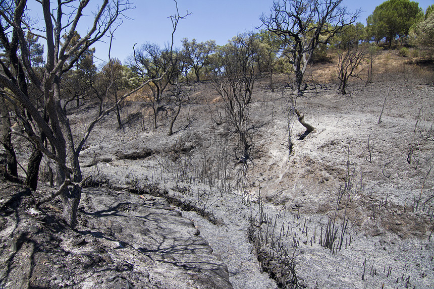 燃烧林环境分支机构荒野天空森林晴天煤炭树木烧伤风景图片