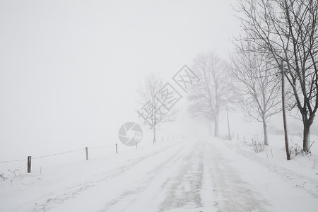 雪暴雪由树有限高清图片