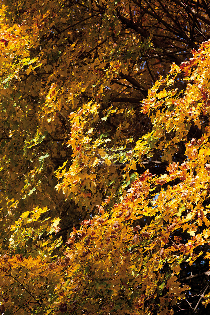 秋秋树叶分支机构生长木头植物学红色橙子叶子环境黄色森林图片