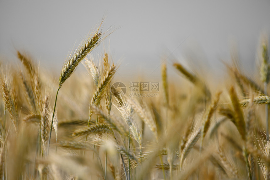小麦收成培育园艺农业生产植物产品种子粮食草地图片