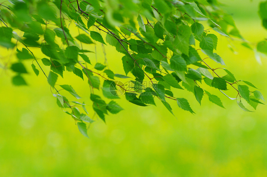 叶子分支机构植物生长环境宏观树叶植物学森林公园植物群图片
