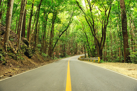 绿色树与公路环境菲律宾高清图片