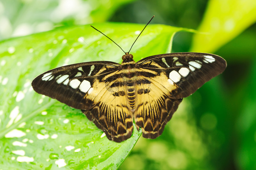 蝴蝶昆虫宏观绿色白色翅膀动物脆弱性热带自然生活图片