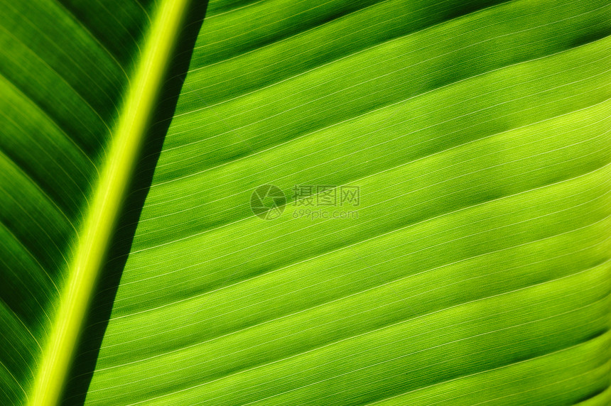 棕榈树叶背景植物环境叶子雨林热带宏观框架静脉绿色植物群图片