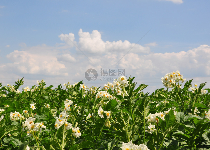 土豆田草本植物马铃薯植物群植物天空白色场地农业农场图片