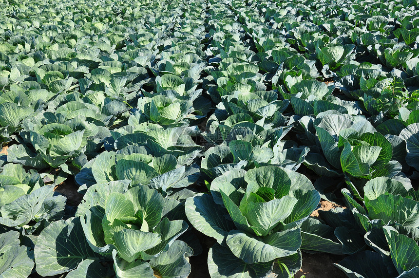 镇菜田食物农业植物场地绿色乡村蔬菜农场图片