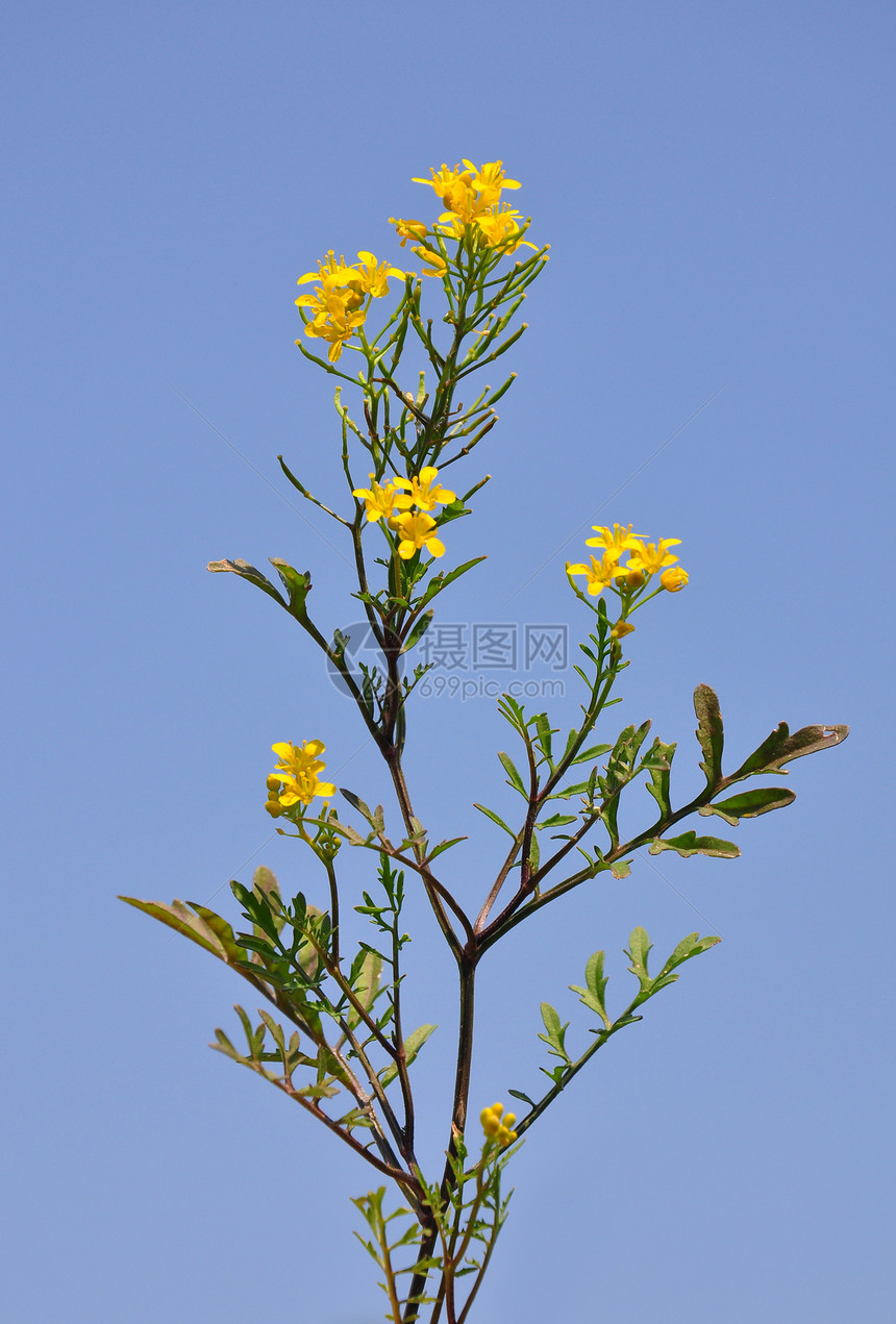 黄色树脂植物群植物草本植物天空荒野蓝色图片