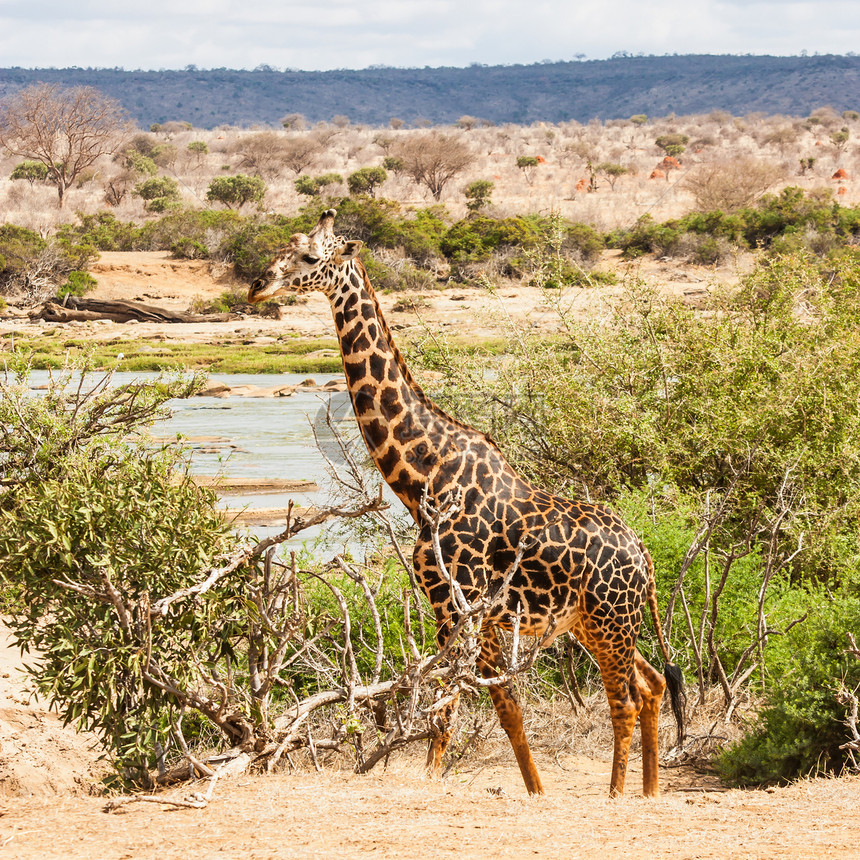 肯尼亚自由吉拉费日落哺乳动物衬套大草原旅行国家荒野侧影旅游橙子图片