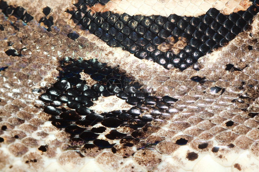 蛇皮皮肤材料水平隐藏爬虫宠物棕色动物热带皮革图片