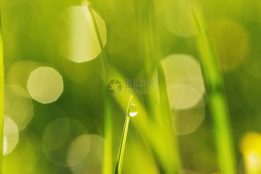 上午草草太阳生长雨滴小麦活力薄雾绿色叶子环境液体图片