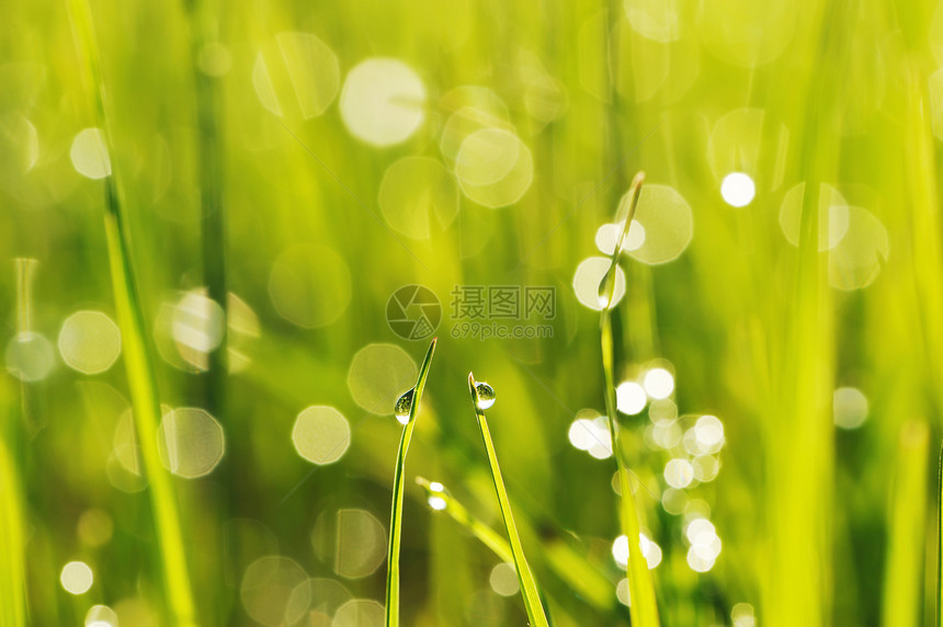 上午草草植物液体雨滴宏观叶子环境活力小麦绿色生长图片