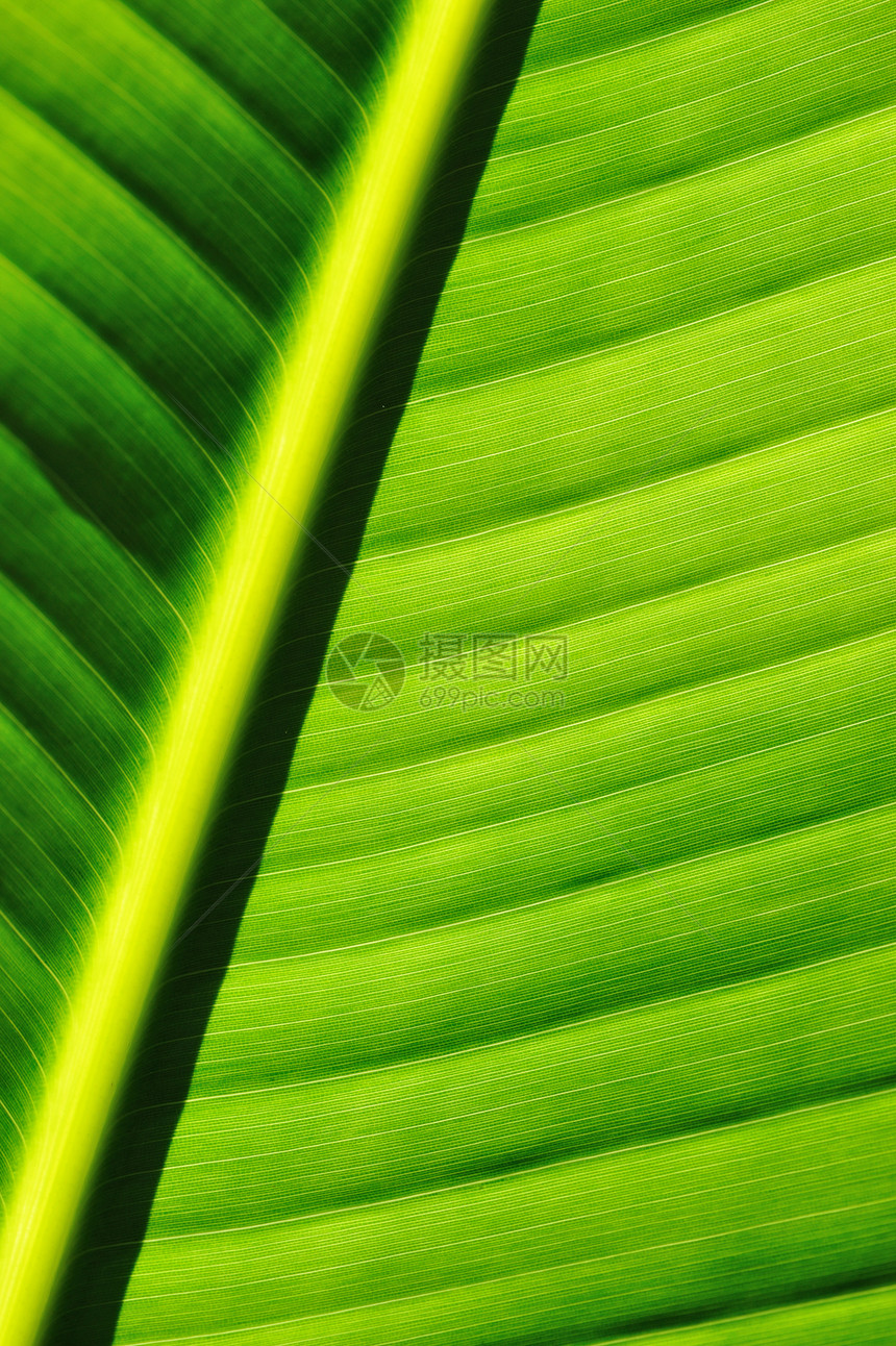 棕榈树叶背景绿色环境静脉叶子热带植物群宏观生活植物雨林图片