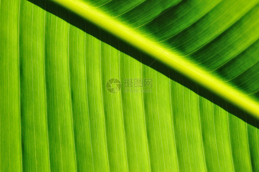棕榈树叶背景绿色叶子生活宏观环境雨林植物群热带植物静脉图片