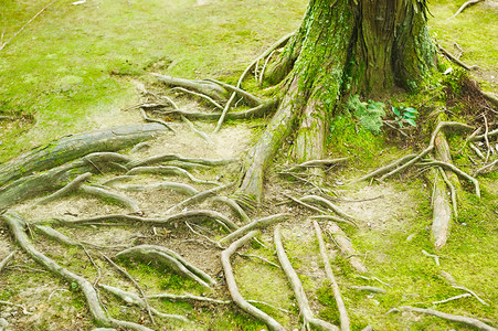 根公园树干森林苔藓环境树木木头叶子植物棕色背景图片