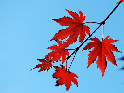 秋红叶树木天空森林阳光红色叶子背景图片