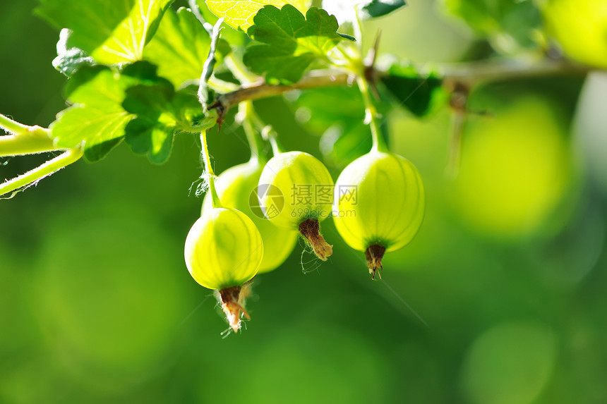 鹅莓营养植物绿色花园收成叶子水果衬套树叶食物图片