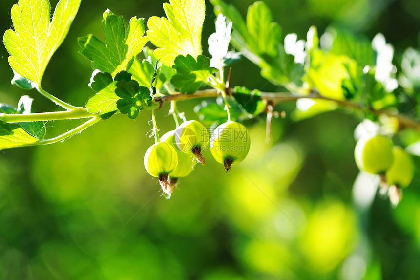 鹅莓收成浆果食物叶子衬套水果绿色植物树叶营养图片