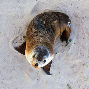海豹站立澳大利亚青年海狮养护公园背景