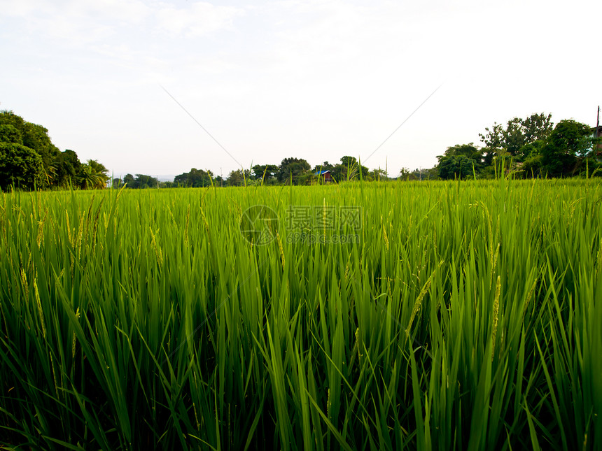 绿稻田3图片