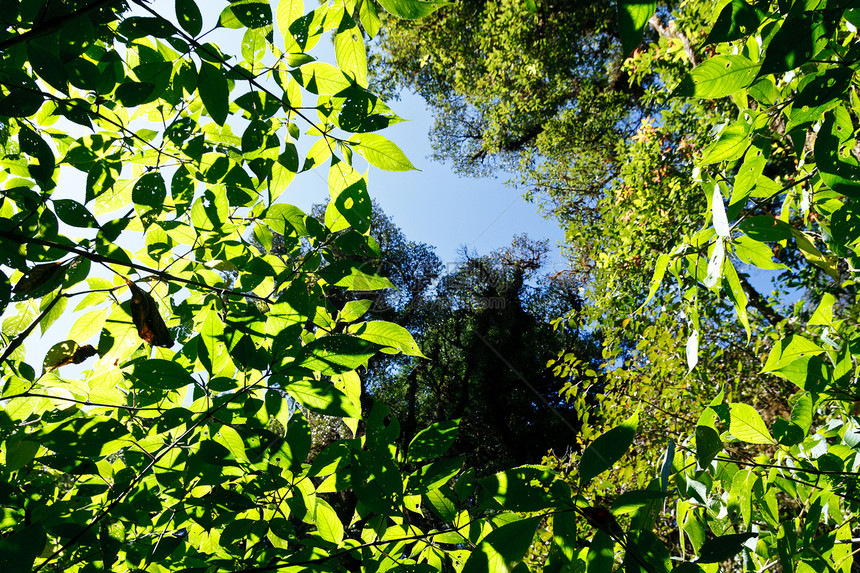 热带丛林雨林中的绿树公园叶子溪流环境树干天堂苔藓森林荒野农村图片