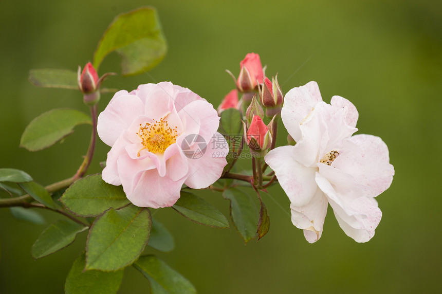 粉粉装饰玫瑰植物群宏观绿色植物花园粉色黄色园艺图片