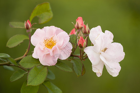 粉粉装饰玫瑰植物群宏观绿色植物花园粉色黄色园艺背景图片