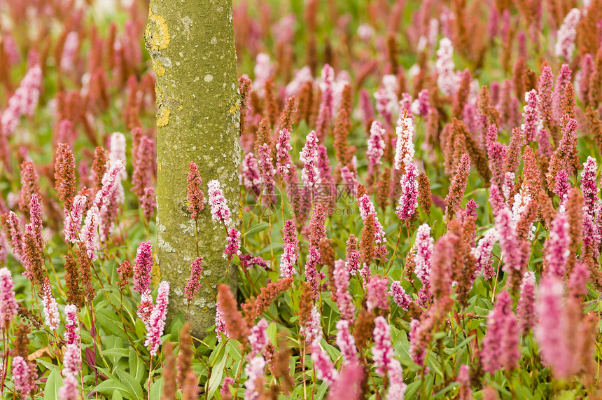 粉白花花绿色车前子红色宏观团体植物园艺植物群粉色图片