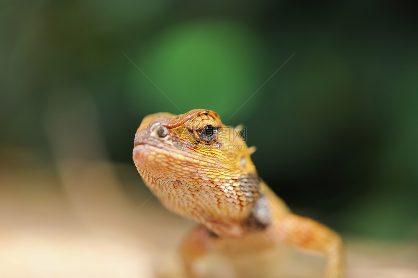 野蜥蜴热带宏观变色龙动物野生动物蛇怪绿色鬣蜥爬虫眼睛图片