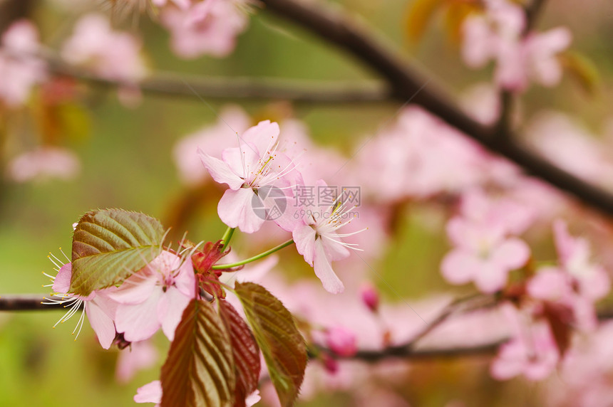 春樱植物学植物文化粉色白色生长花瓣图片