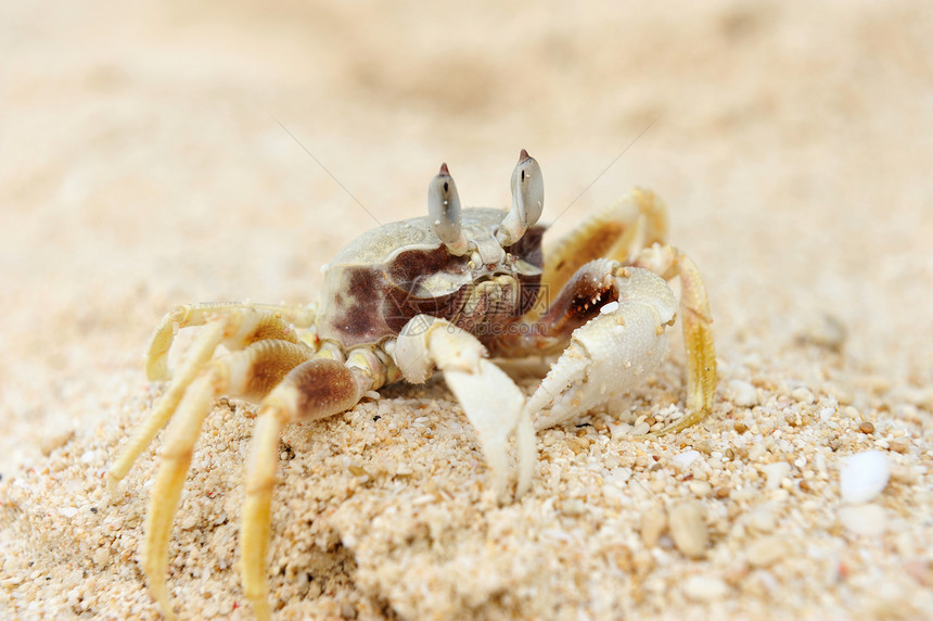 沙滩上的螃蟹贝类野生动物动物热带旅行假期海滩荒野游客甲壳图片