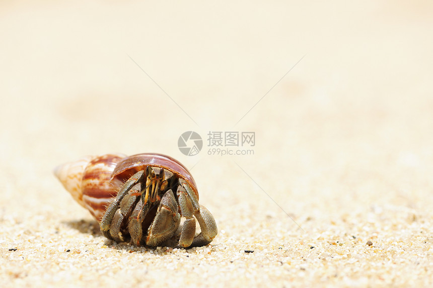 在海滩上 爱尔米特螃蟹风景海岸线甲壳海洋动物旅行贝类野生动物天空荒野图片