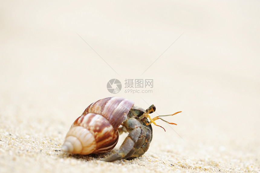 在海滩上 爱尔米特螃蟹甲壳边缘荒野天空动物热带海岸线旅行风景野生动物图片