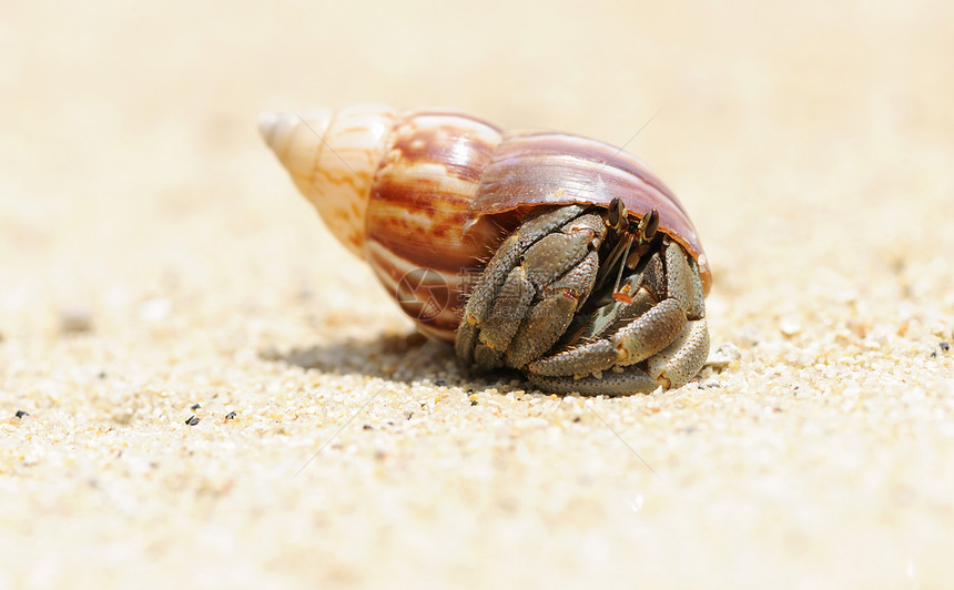 在海滩上 爱尔米特螃蟹贝类甲壳天空风景海岸线假期野生动物边缘海洋动物图片