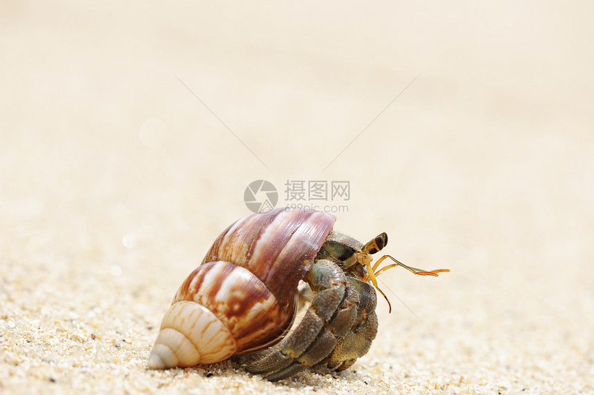 在海滩上 爱尔米特螃蟹海洋热带风景海岸线贝类动物天空边缘假期旅行图片