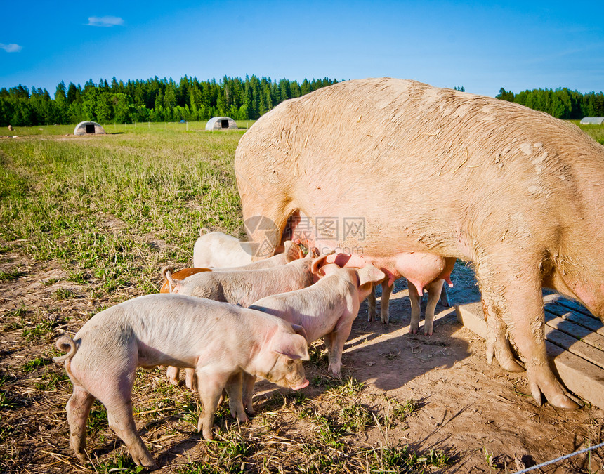 猪小猪喂养农场天空动物好奇心哺乳动物场地婴儿蓝色乐趣场景图片
