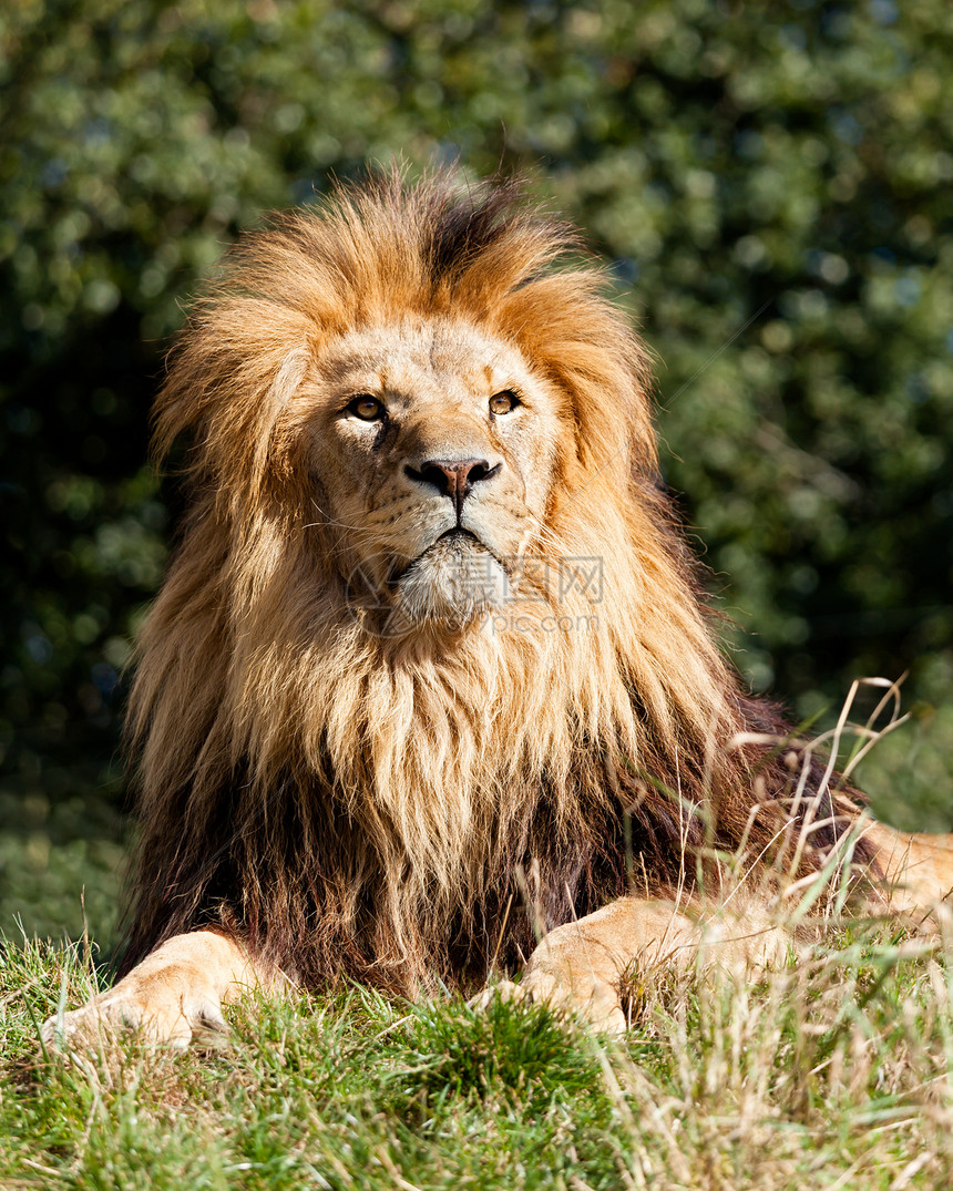 草地上自豪的压倒性狮子座图片