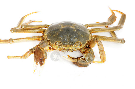 毛螃蟹居住动物季节性贝类收藏白色海鲜美食绿色螃蟹背景图片