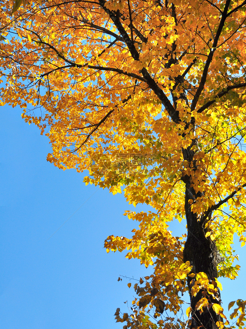 秋秋多彩绿色环境公园季节橙子活力植物棕色阳光晴天图片
